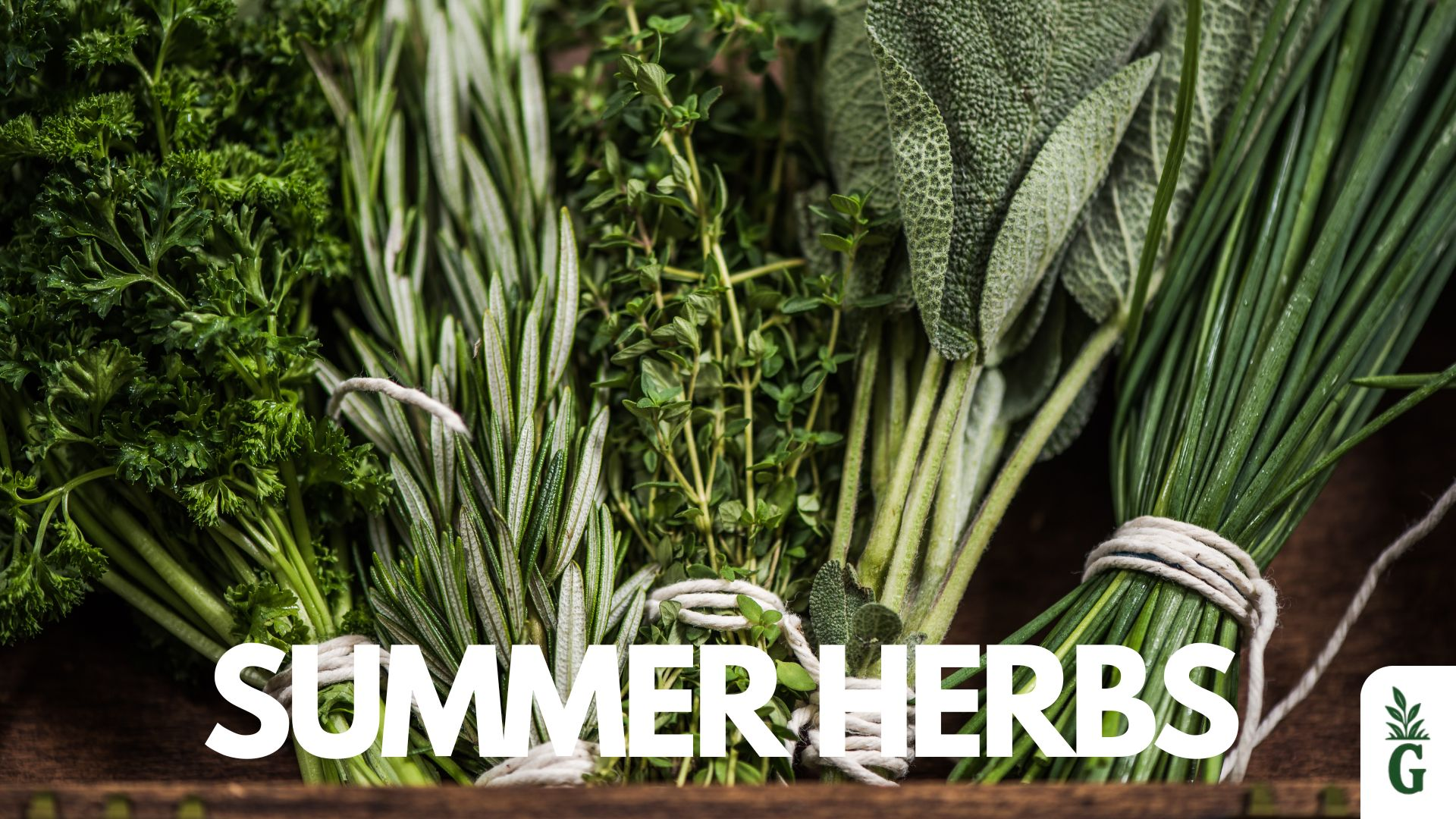 Summer herbs in containers